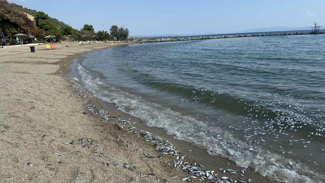 Βόλος: Σε αυτές τις παραλίες συνιστάται η αποφυγή κολύμβησης λόγω των νεκρών ψαριών