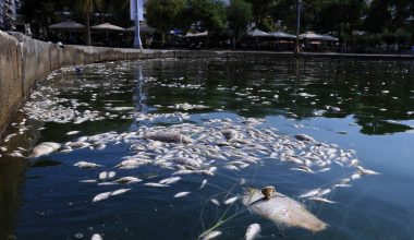 Νεκρά ψάρια στον Βόλο: Ποιο είναι το αποτέλεσμα την μικροβιολογικής ανάλυσης για τις ακτές