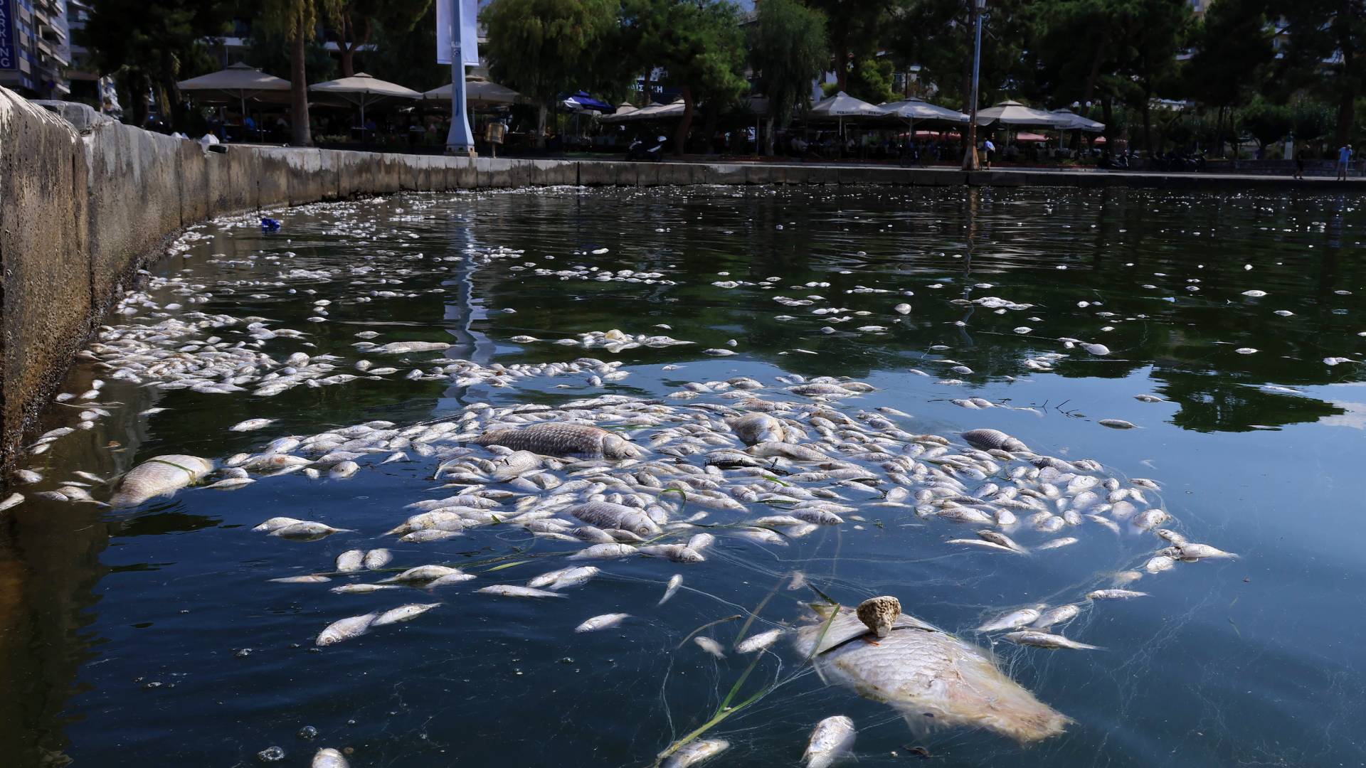 Νεκρά ψάρια στον Βόλο: Ποιο είναι το αποτέλεσμα την μικροβιολογικής ανάλυσης για τις ακτές