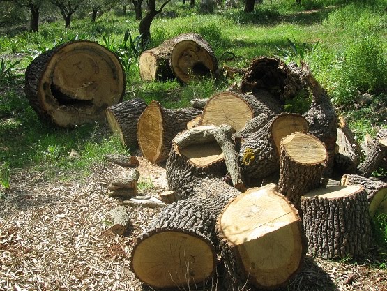 Λαθροϋλοτόμοι από την Αλβανία έκοψαν εκατοντάδες δέντρα από δάσος στο Σούλι