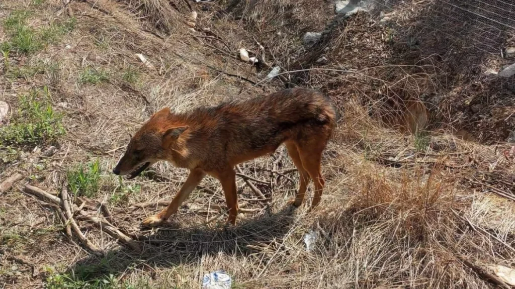 Λάρισα: Τσακάλι βρέθηκε σε κατοικημένη περιοχή – Aναζητούσε τροφή (φωτο)