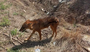 Λάρισα: Τσακάλι βρέθηκε σε κατοικημένη περιοχή – Aναζητούσε τροφή (φωτο)