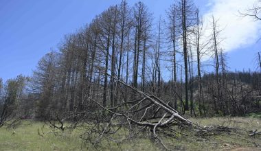 Εργατικό δυστύχημα στην Εύβοια: Νεκρός 35χρονος δασεργάτης που χτυπήθηκε από δέντρο (φώτο)