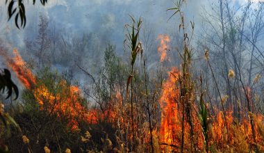 Φωτιά στο Ξυλόκαστρο: Ενίσχυση των πυροσβεστικών δυνάμεων (βίντεο)