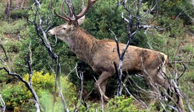 Βίντεο: Ελάφια από την Πάρνηθα «βολτάρουν» μέσα σε κήπο σπιτιού στη Χασιά