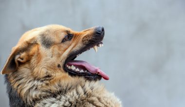 Ηράκλειο: 14χρονη δέχθηκε επίθεση από σκύλο έξω από το σπίτι της