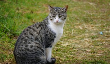 Αλεξανδρούπολη: Πυροβόλησαν εν ψυχρώ γατάκι και το σκότωσαν!