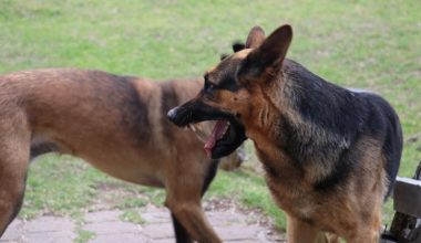 Τρόμος στον Βόλο: Αγέλη σκύλων επιτέθηκε και δάγκωσε 5χρονο