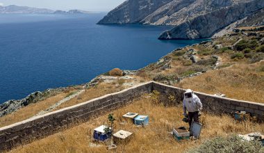 Η ανομβρία χτύπησε και τις Κυκλάδες – Απελπισμένοι εκατοντάδες καλλιεργητές και κτηνοτρόφοι