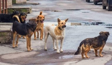 Αναζητείται άνδρας που εγκατέλειψε δεμένα δύο σκυλιά στη Σαλαμίνα (βίντεο)