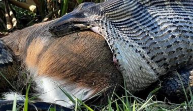 Φλόριντα: Πύθωνας προσπαθεί να καταβροχθίσει ελάφι 35 κιλών! (βίντεο)