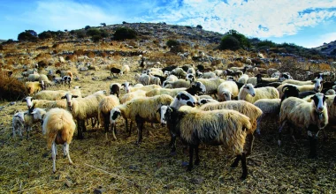 Ευλογιά των προβάτων: «60.000 ζώα σφαγιάστηκαν που ήταν υγιή για κατανάλωση» λένε οι κτηνοτρόφοι