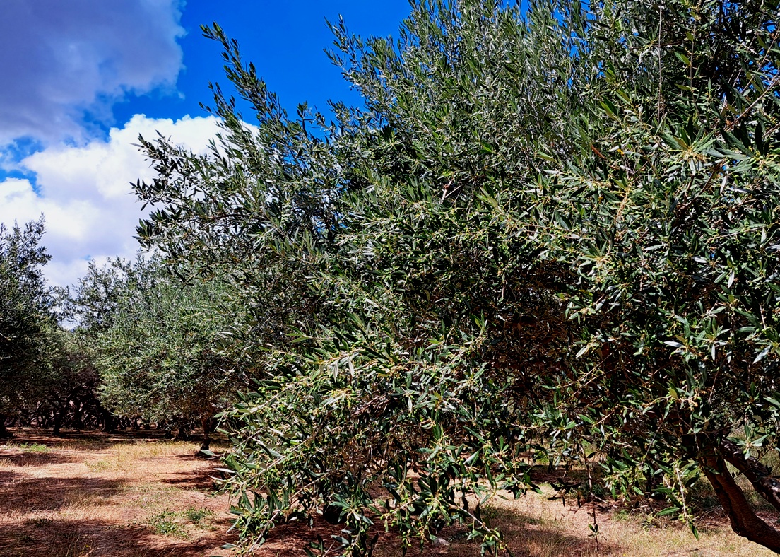 Σε έξαρση οι κλοπές ελαιόκαρπου σε όλη την Ελλάδα – Ιδιοκτήτης ελαιοτριβείου στη Μεσσηνία κοιμάται μέσα για να μην τον κλέψουν