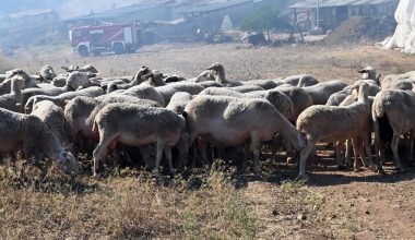 Σε κίνδυνο χιλιάδες κτηνοτρόφοι λόγω της ευλογιάς αιγοπροβάτων – Πάνω από 15.000 έλεγχοι στην Αχαΐα