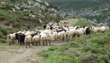 Ευλογιά των προβάτων: Λαμβάνονται νέα μέτρα για την καταπολέμησή της – Σε ποιες περιφέρειες θα εφαρμοστούν