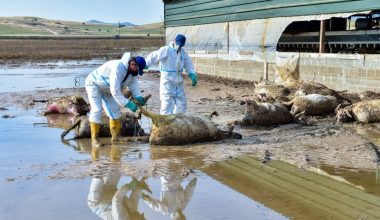 ΕΛΓΑ: Σήμερα η εκκαθάριση πληρωμών για τους πληγέντες κτηνοτρόφους από τις κακοκαιρίες Daniel-Elias