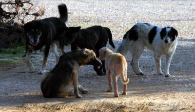 Άνδρας δέχθηκε επίθεση από αγέλη αδέσποτων στον Βόλο: Μεταφέρθηκε στο νοσοκομείο