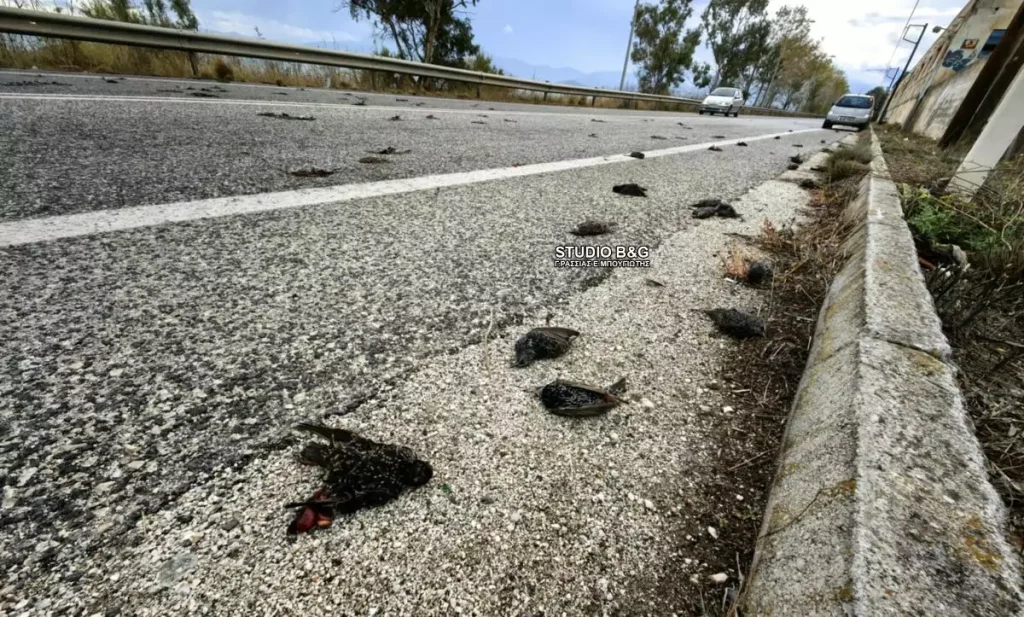 Αργολίδα: Εκατοντάδες νεκρά πουλιά εντοπίστηκαν στην παραλιακή Ναυπλίου – Νέας Κίου (φωτο-βίντεο)