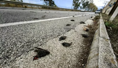 Αργολίδα: Εκατοντάδες νεκρά πουλιά εντοπίστηκαν στην παραλιακή Ναυπλίου – Νέας Κίου (φωτο-βίντεο)