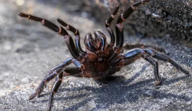 Ειδικοί στην Αυστραλία προειδοποιούν για επικίνδυνη αράχνη – Γιατί ζητούν τη βοήθεια του κόσμου 