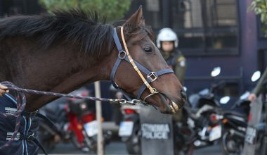 Λάρισα: Σφοδρή σύγκρουση περιπολικού…με άλογο που βγήκε απότομα στο δρόμο (φωτο)