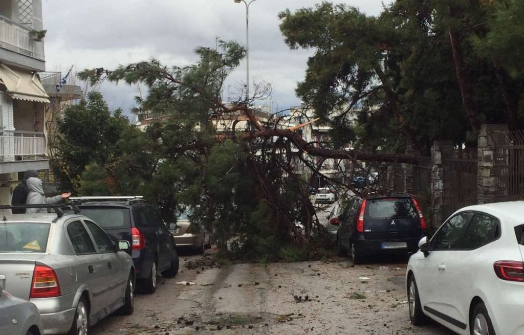 Θεσσαλονίκη: Πάνω από 300 οι πτώσεις δέντρων λόγω της κακοκαιρίας Bora