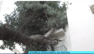 Θεσσαλονίκη: Τεράστιο πεύκο έπεσε σε μπαλκόνια πολυκατοικίας εξαιτίας της κακοκαιρίας Bora