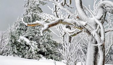 Κακοκαιρία «Elena»: Χιονοπτώσεις στα ορεινά της Φθιώτιδας (βίντεο)