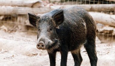 Αγριογούρουνα σκάβουν τάφους και ξεθάβουν οστά σε νεκροταφείο της Λευκάδας